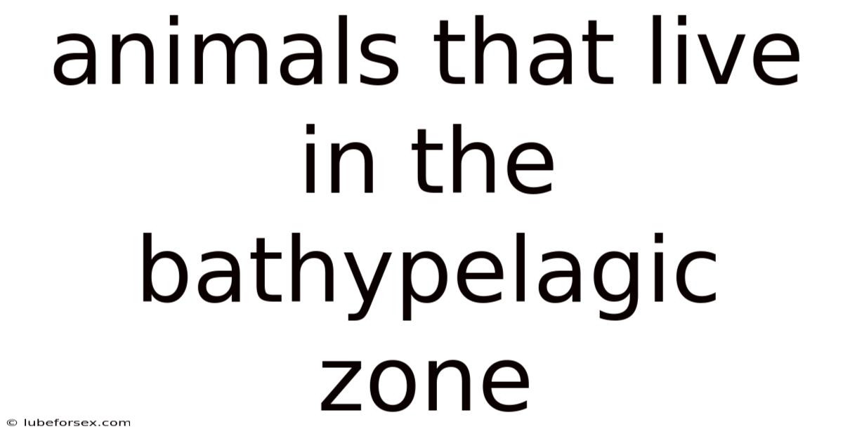 Animals That Live In The Bathypelagic Zone