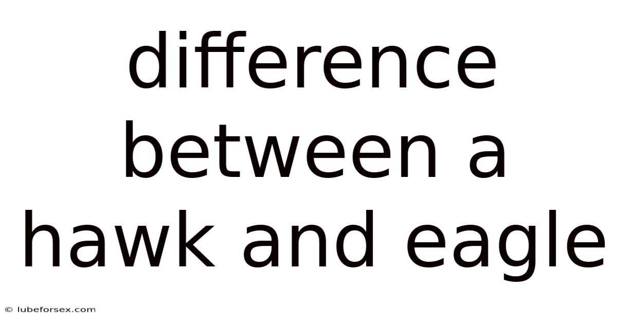 Difference Between A Hawk And Eagle