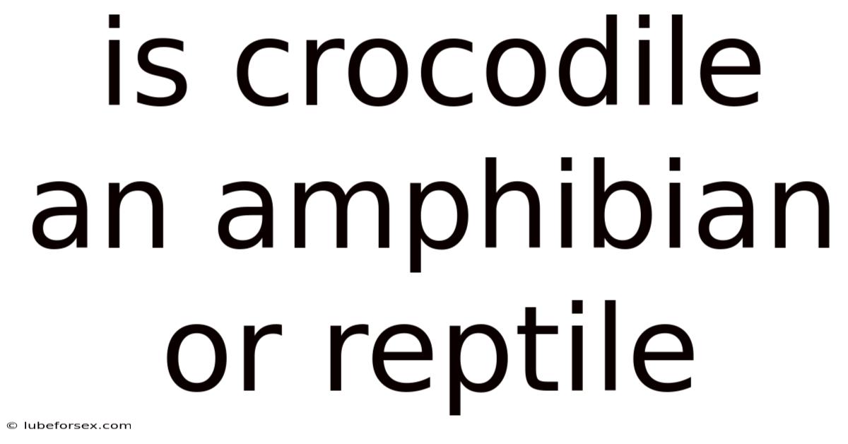 Is Crocodile An Amphibian Or Reptile
