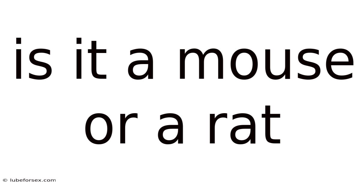 Is It A Mouse Or A Rat