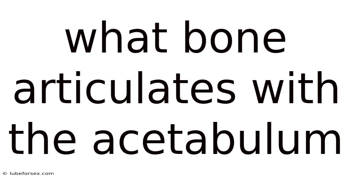 What Bone Articulates With The Acetabulum