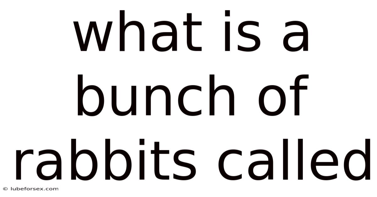 What Is A Bunch Of Rabbits Called
